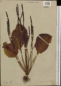 Plantago japonica Franch. & Sav., Siberia, Chukotka & Kamchatka (S7) (Russia)