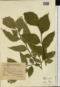 Ulmus, Eastern Europe, Central region (E4) (Russia)