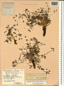 Chaerophyllum humile M. Bieb., Caucasus, Dagestan (K2) (Russia)