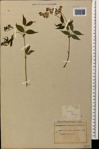 Lathyrus vernus (L.) Bernh., Caucasus, Abkhazia (K4a) (Abkhazia)