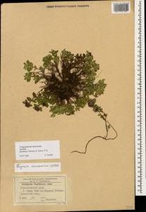 Thymus praecox subsp. caucasicus (Willd. ex Ronniger) Jalas, Caucasus, Stavropol Krai, Karachay-Cherkessia & Kabardino-Balkaria (K1b) (Russia)