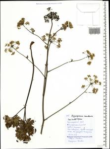 Physospermum cornubiense (L.) DC., Caucasus, Black Sea Shore (from Novorossiysk to Adler) (K3) (Russia)