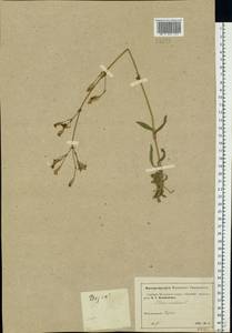 Silene nutans, Eastern Europe, Moscow region (E4a) (Russia)