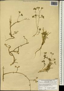 Torilis leptophylla (L.) Rchb. fil., South Asia, South Asia (Asia outside ex-Soviet states and Mongolia) (ASIA) (Iran)