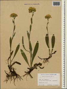 Pentanema oculus-christi (L.) D. Gut. Larr., Santos-Vicente, Anderb., E. Rico & M. M. Mart. Ort., Crimea (KRYM) (Russia)