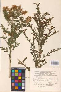 Genista tinctoria L., Eastern Europe, West Ukrainian region (E13) (Ukraine)