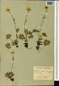 Ranunculus raddeanus Regel, Caucasus, South Ossetia (K4b) (South Ossetia)