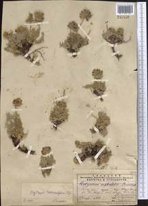 Oxytropis trichocalycina Bunge, Middle Asia, Pamir & Pamiro-Alai (M2)