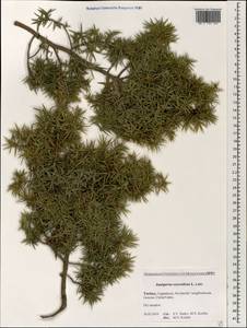 Juniperus oxycedrus L., South Asia, South Asia (Asia outside ex-Soviet states and Mongolia) (ASIA) (Turkey)