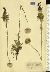 Jurinea mollis (L.) Rchb., Eastern Europe, Central forest-and-steppe region (E6) (Russia)