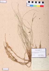 Carex bicolor Bellardi ex All., Siberia, Baikal & Transbaikal region (S4) (Russia)