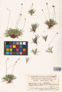 Tofieldia pusilla (Michx.) Pers., Eastern Europe, Northern region (E1) (Russia)