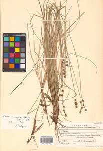 Carex omiana Franch. & Sav., Siberia, Russian Far East (S6) (Russia)