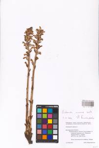 MHA 0 162 445, Orobanche cumana Wallr., Eastern Europe, Central forest-and-steppe region (E6) (Russia)