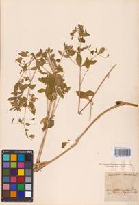 Silene baccifera (L.) Durande, Eastern Europe, North Ukrainian region (E11) (Ukraine)