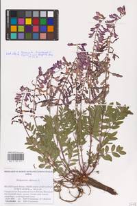 Hedysarum alpinum L., Eastern Europe, Northern region (E1) (Russia)