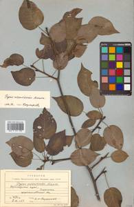 Pyrus ussuriensis Maxim., Siberia, Russian Far East (S6) (Russia)