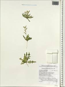 Matthiola longipetala (Vent.) DC., South Asia, South Asia (Asia outside ex-Soviet states and Mongolia) (ASIA) (Israel)