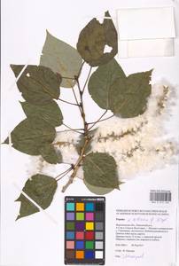 Populus tremuloides Michx., Eastern Europe, Central forest-and-steppe region (E6) (Russia)