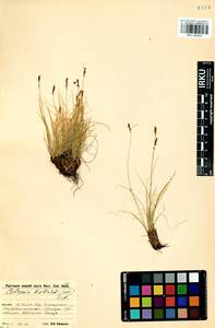 Carex myosuroides Vill., Siberia, Baikal & Transbaikal region (S4) (Russia)