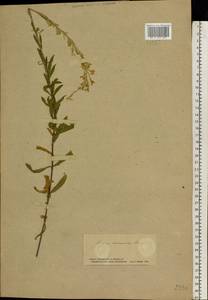 Silene tatarica (L.) Pers., Eastern Europe, South Ukrainian region (E12) (Ukraine)