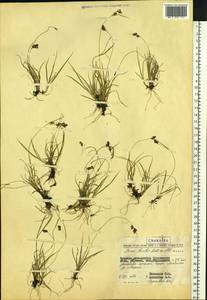 Carex bicolor Bellardi ex All., Siberia, Chukotka & Kamchatka (S7) (Russia)