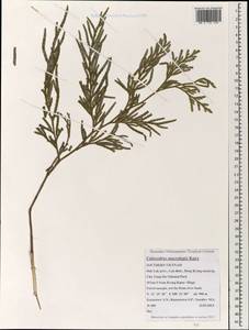 Calocedrus macrolepis Kurz, South Asia, South Asia (Asia outside ex-Soviet states and Mongolia) (ASIA) (Vietnam)
