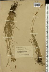 Carex spicata subsp. spicata, Eastern Europe, Central forest region (E5) (Russia)