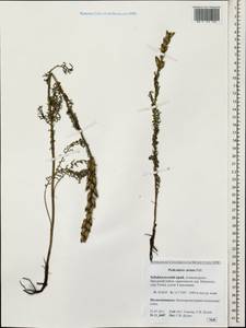 Pedicularis striata, Siberia, Baikal & Transbaikal region (S4) (Russia)