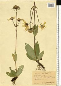 Arnica montana L., Eastern Europe, West Ukrainian region (E13) (Ukraine)