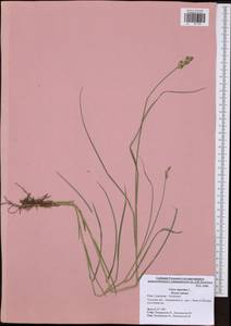 Carex leporina L., Eastern Europe, Central region (E4) (Russia)