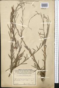 Salix wilhelmsiana M. Bieb., Middle Asia, Syr-Darian deserts & Kyzylkum (M7)