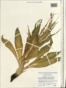 Pseudopodospermum hispanicum subsp. hispanicum, Eastern Europe, Rostov Oblast (E12a) (Russia)