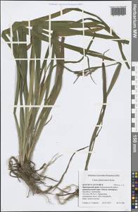 Carex planiculmis Kom., Siberia, Russian Far East (S6) (Russia)