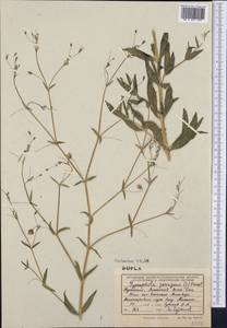 Gypsophila pilosa Huds., Middle Asia, Kopet Dag, Badkhyz, Small & Great Balkhan (M1) (Turkmenistan)