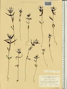 Melampyrum pratense L., Eastern Europe, Northern region (E1) (Russia)