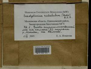 Brachythecium rutabulum (Hedw.) Schimp., Bryophytes, Bryophytes - Moscow City & Moscow Oblast (B6a) (Russia)