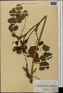 Heracleum pastinacifolium K.Koch, Caucasus, Armenia (K5) (Armenia)
