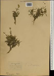 Salvia lanigera Poir., South Asia, South Asia (Asia outside ex-Soviet states and Mongolia) (ASIA) (Cyprus)