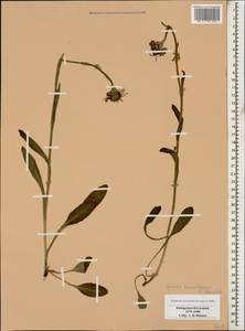 Tephroseris integrifolia subsp. caucasigena (Schischk.) Greuter, Caucasus, Stavropol Krai, Karachay-Cherkessia & Kabardino-Balkaria (K1b) (Russia)