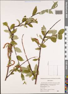 Salix hastata L., Siberia, Russian Far East (S6) (Russia)