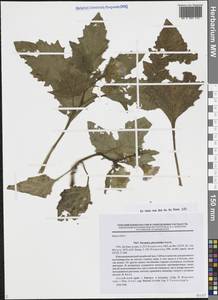 Nicandra physalodes (L.) Gaertn., Siberia, Altai & Sayany Mountains (S2) (Russia)
