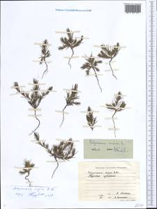 Polycnemum majus A. Braun, Eastern Europe, Central forest-and-steppe region (E6) (Russia)