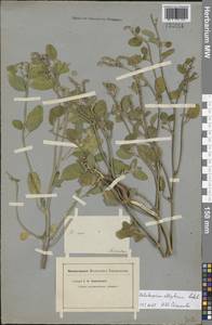 Heliotropium ellipticum Ledeb., Eastern Europe, Lower Volga region (E9) (Russia)