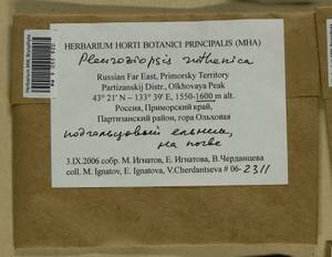 Pleuroziopsis ruthenica (Weinm.) Kindb. ex E. Britton, Bryophytes, Bryophytes - Russian Far East (excl. Chukotka & Kamchatka) (B20) (Russia)