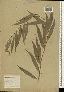 Salix babylonica L., Crimea (KRYM) (Russia)
