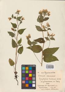 Symphytum tauricum Willd., Eastern Europe, North Ukrainian region (E11) (Ukraine)