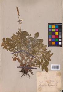 Agrimonia eupatoria L., Eastern Europe, Middle Volga region (E8) (Russia)