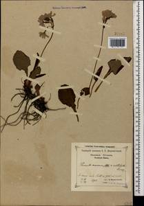 Primula amoena M. Bieb., Caucasus, Krasnodar Krai & Adygea (K1a) (Russia)