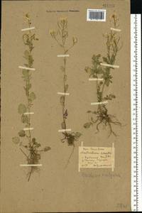 Barbarea vulgaris (L.) W.T.Aiton, Eastern Europe, Middle Volga region (E8) (Russia)